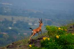 Image of Chinkara