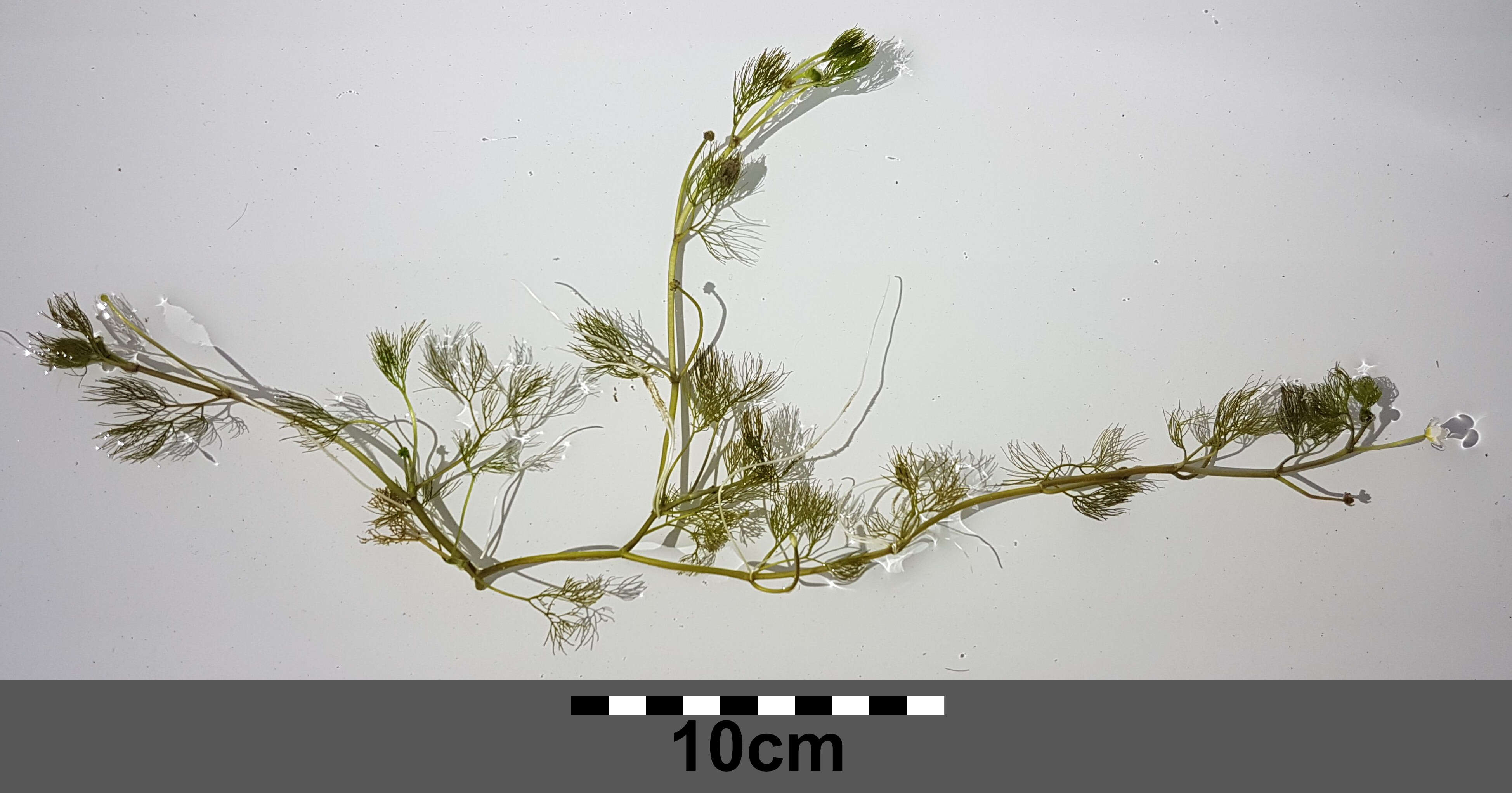 Image of Ranunculus rionii Lagger