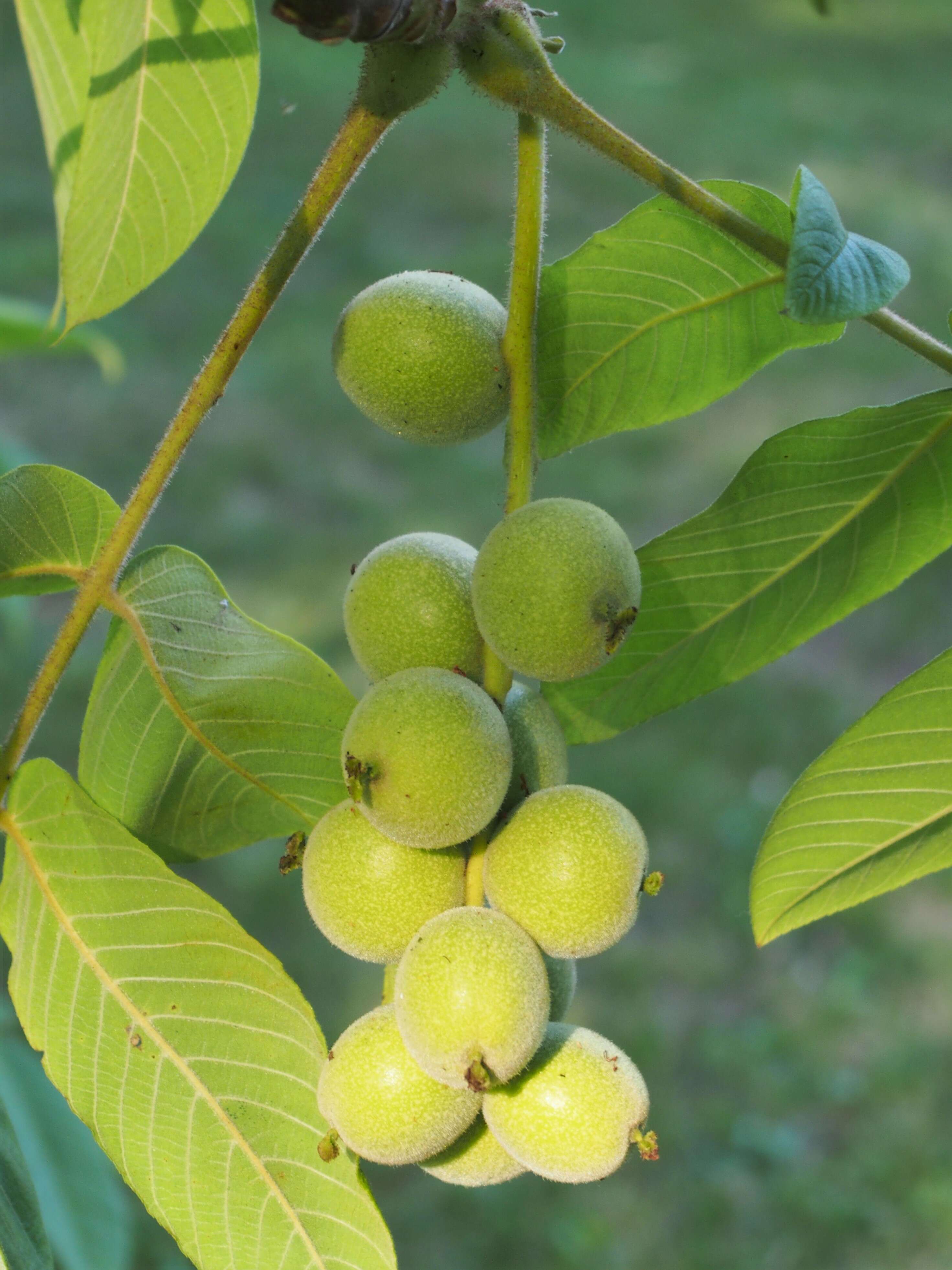 Image of Juglans ailantifolia