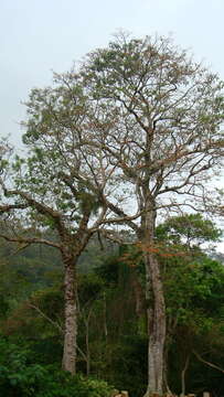 Imagem de Erythrina poeppigiana (Walp.) O. F. Cook