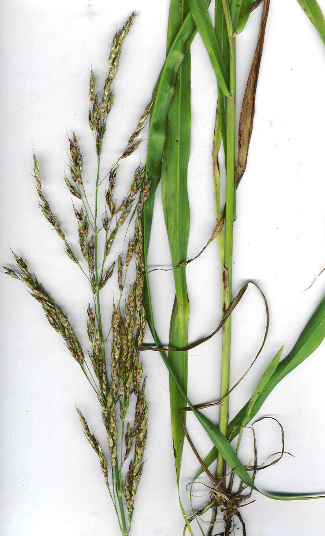 Image of Johnson grass