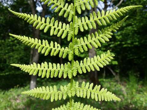 Image of Lady-fern