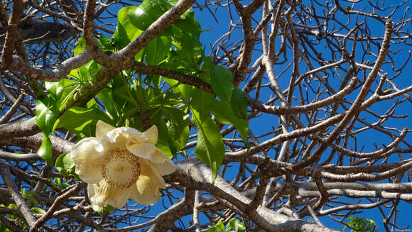 Image of Baobab