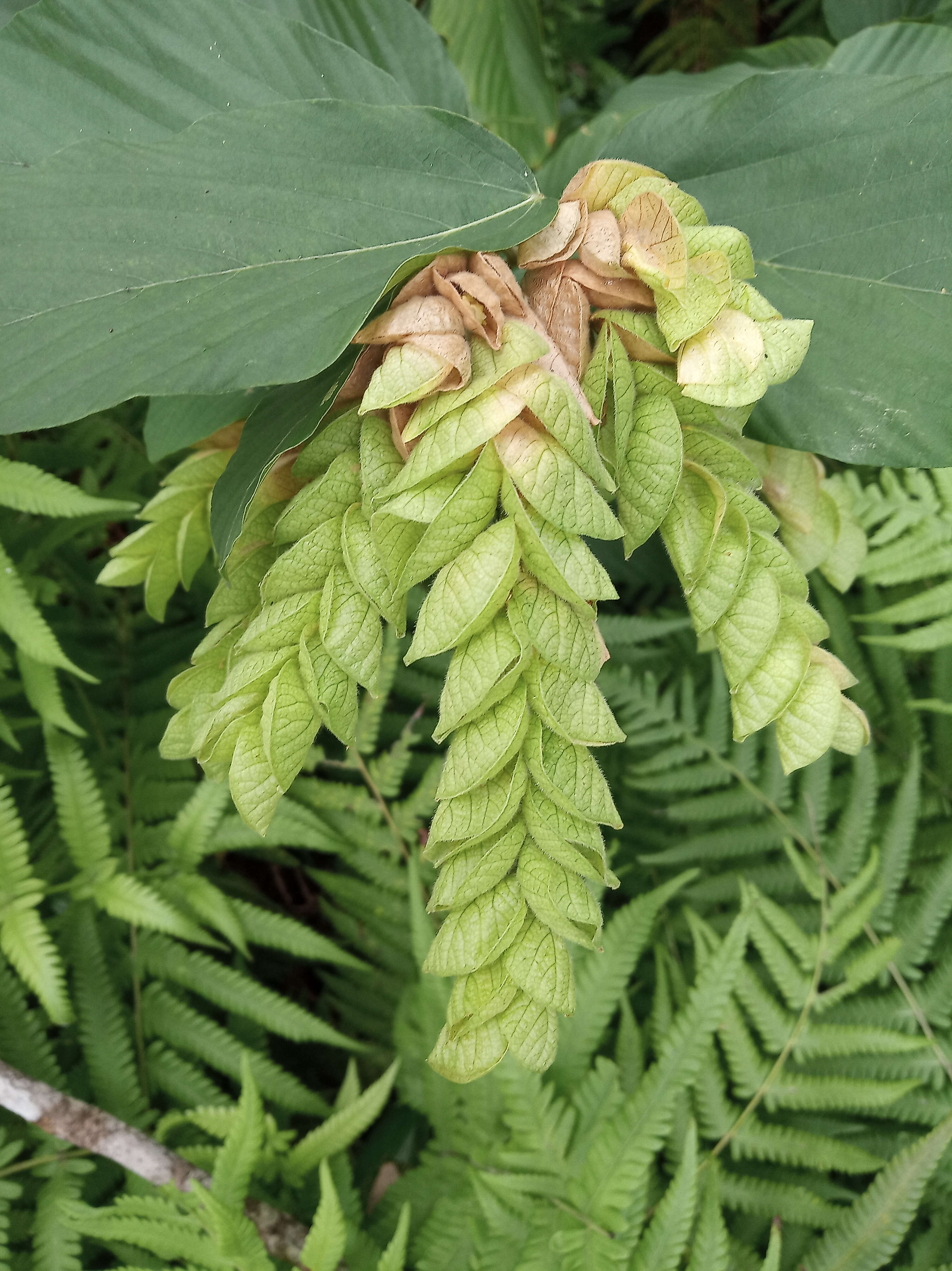 Image of wildhops