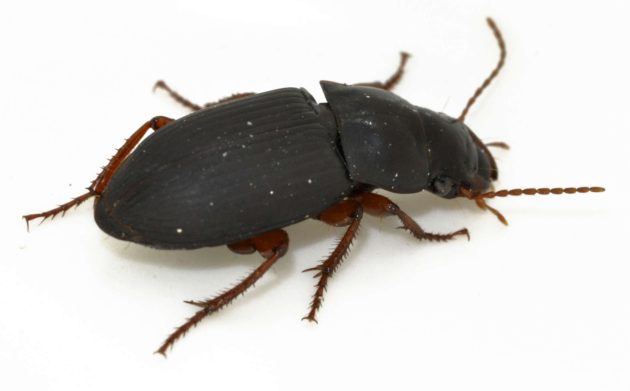 Image of Carabidae