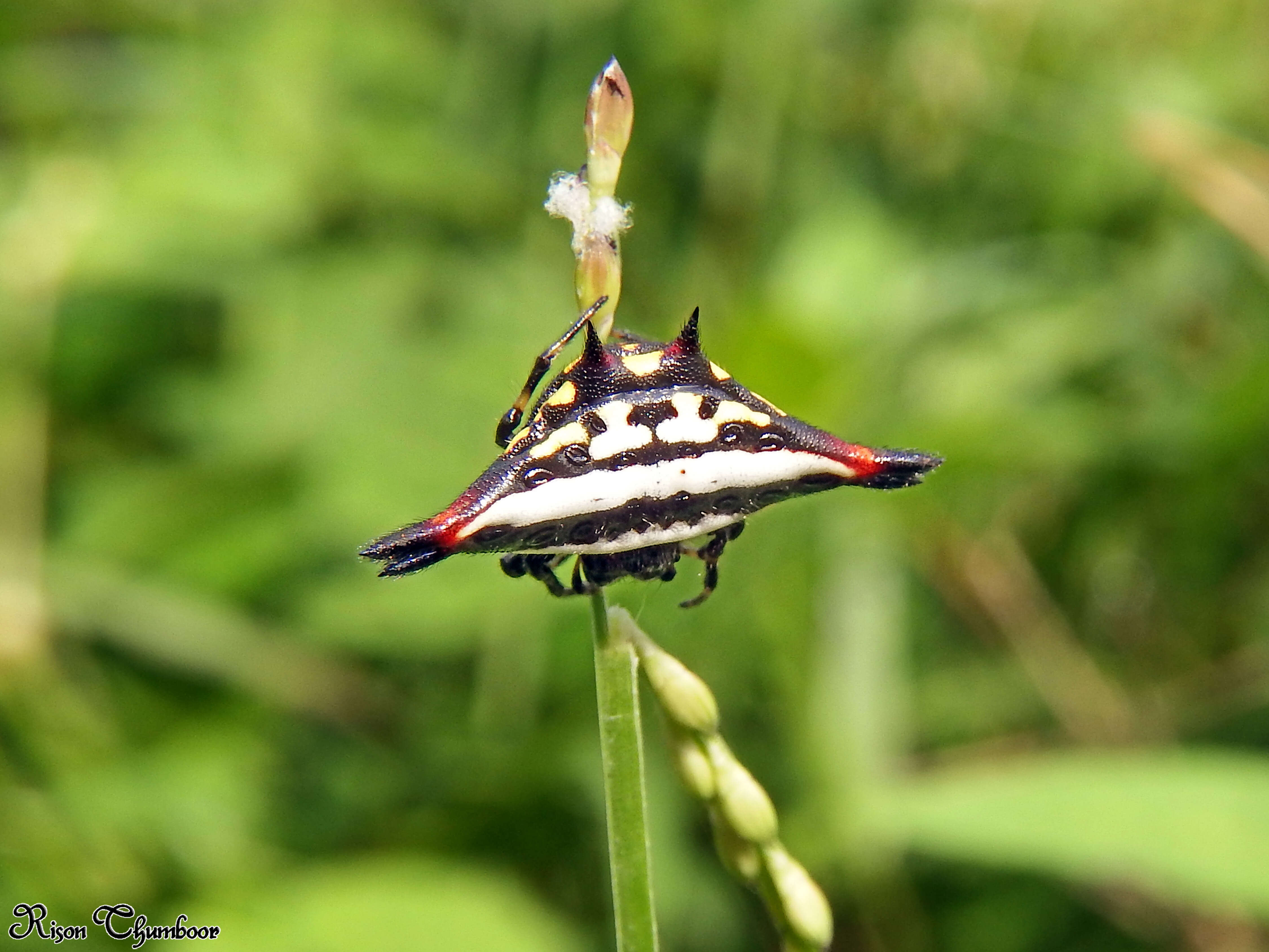 Image of Gasteracantha geminata (Fabricius 1798)