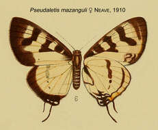 Слика од Pseudaletis mazanguli Neave 1910