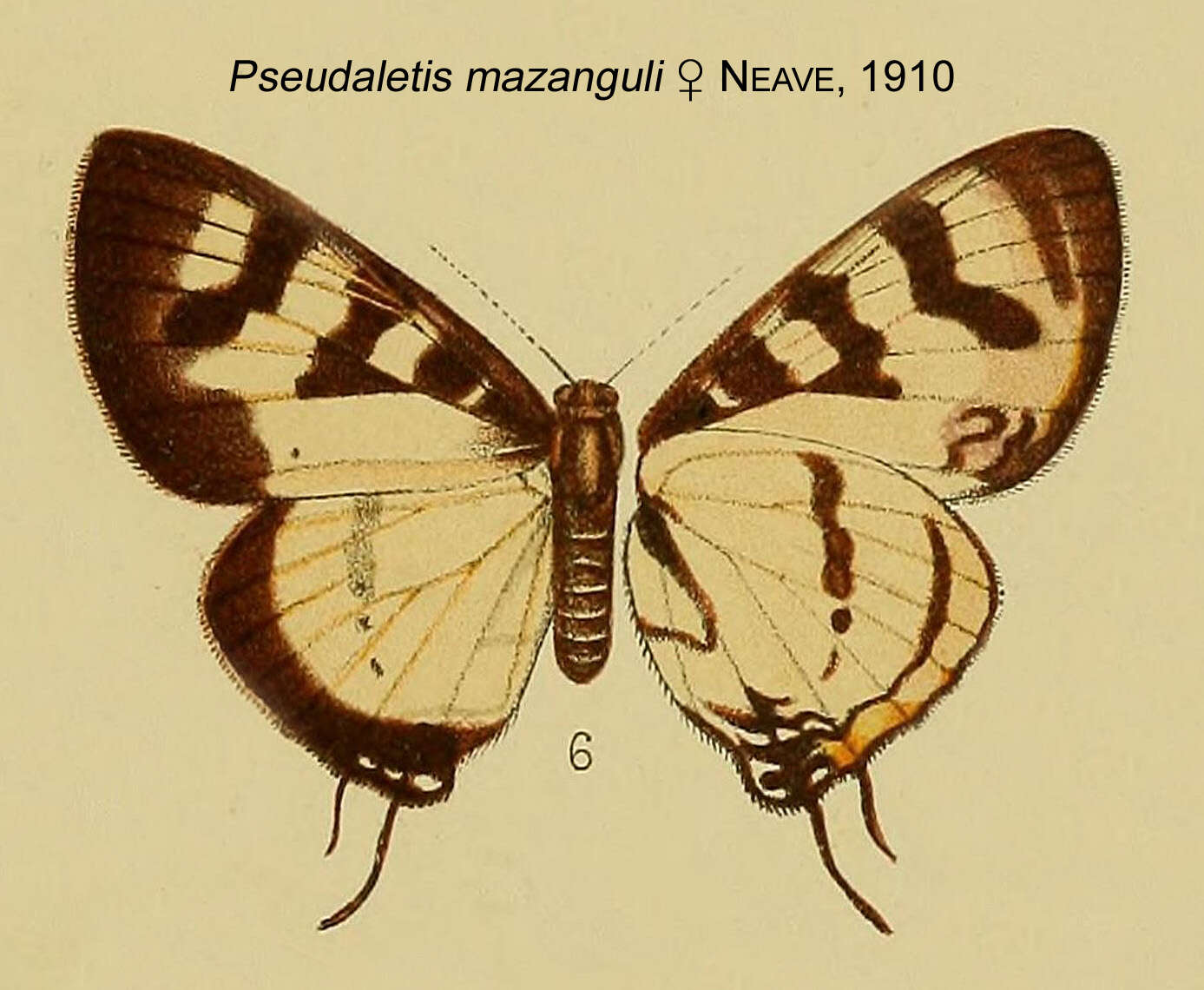 Image of Pseudaletis mazanguli Neave 1910