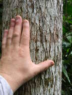 Image of Small-leaved dragon tree