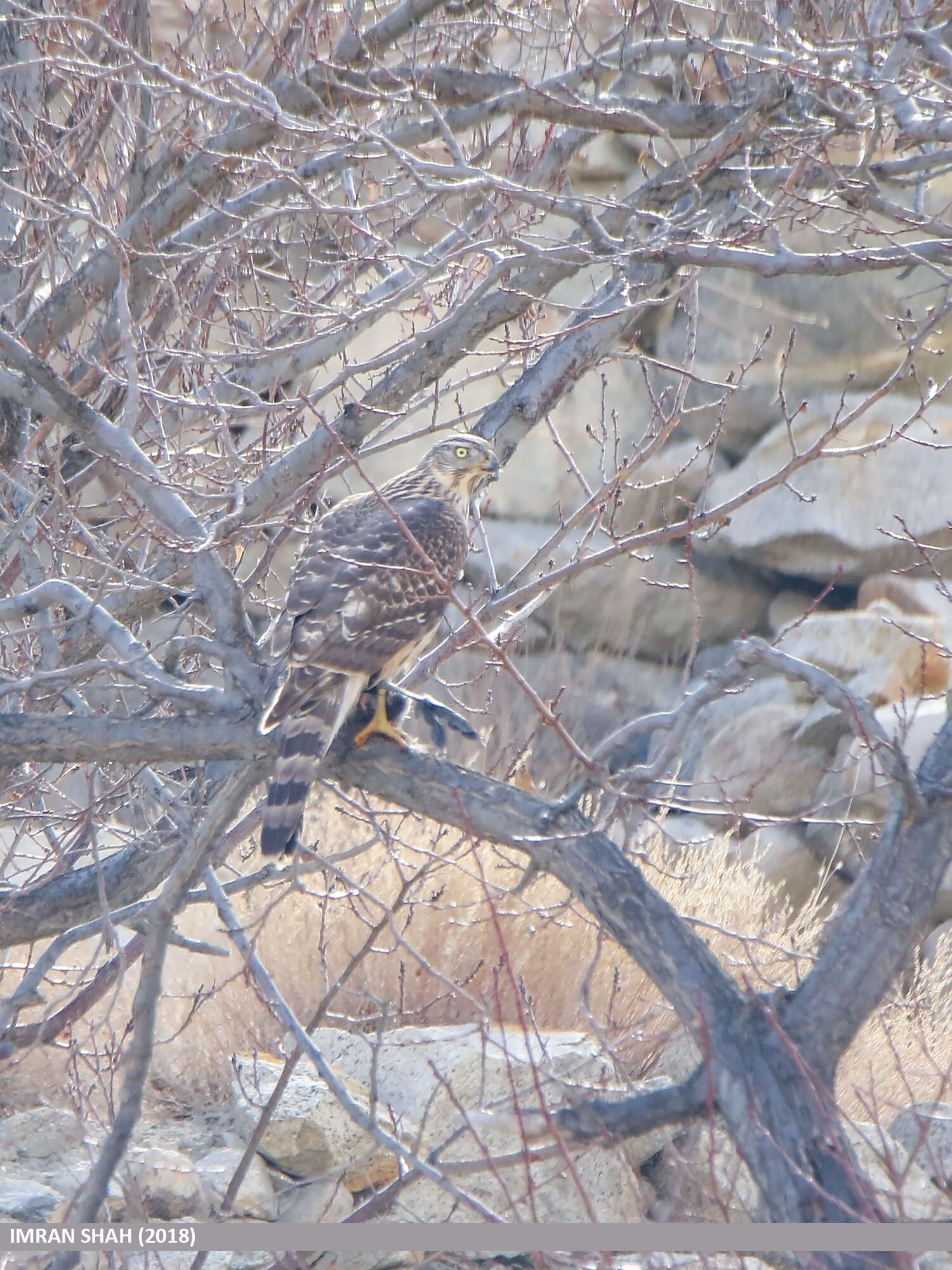 Image of Eurasian Goshawk