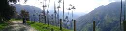 Image of Wax palm