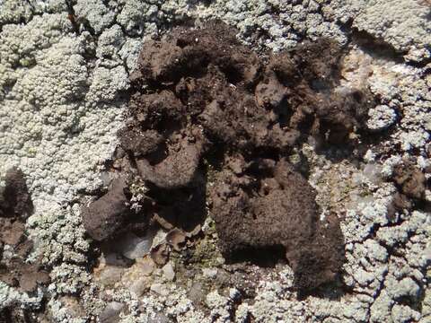 Image of Peppered rock tripe lichen