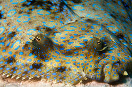 Image of Flounder