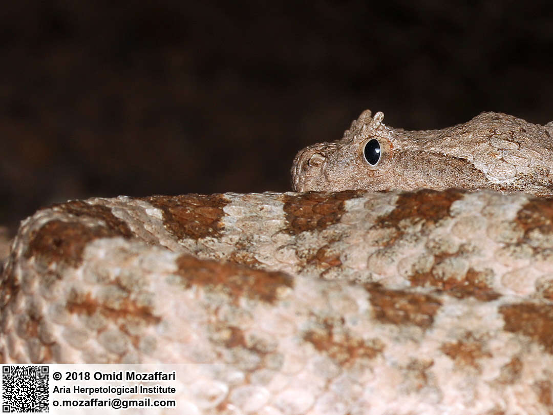 Image of Perisan Horned Viper