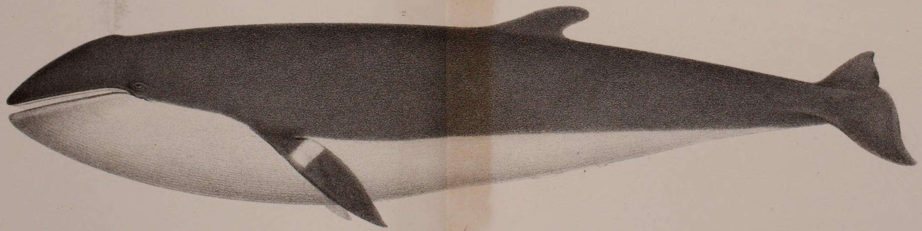 Image de Baleinoptère à museau pointu