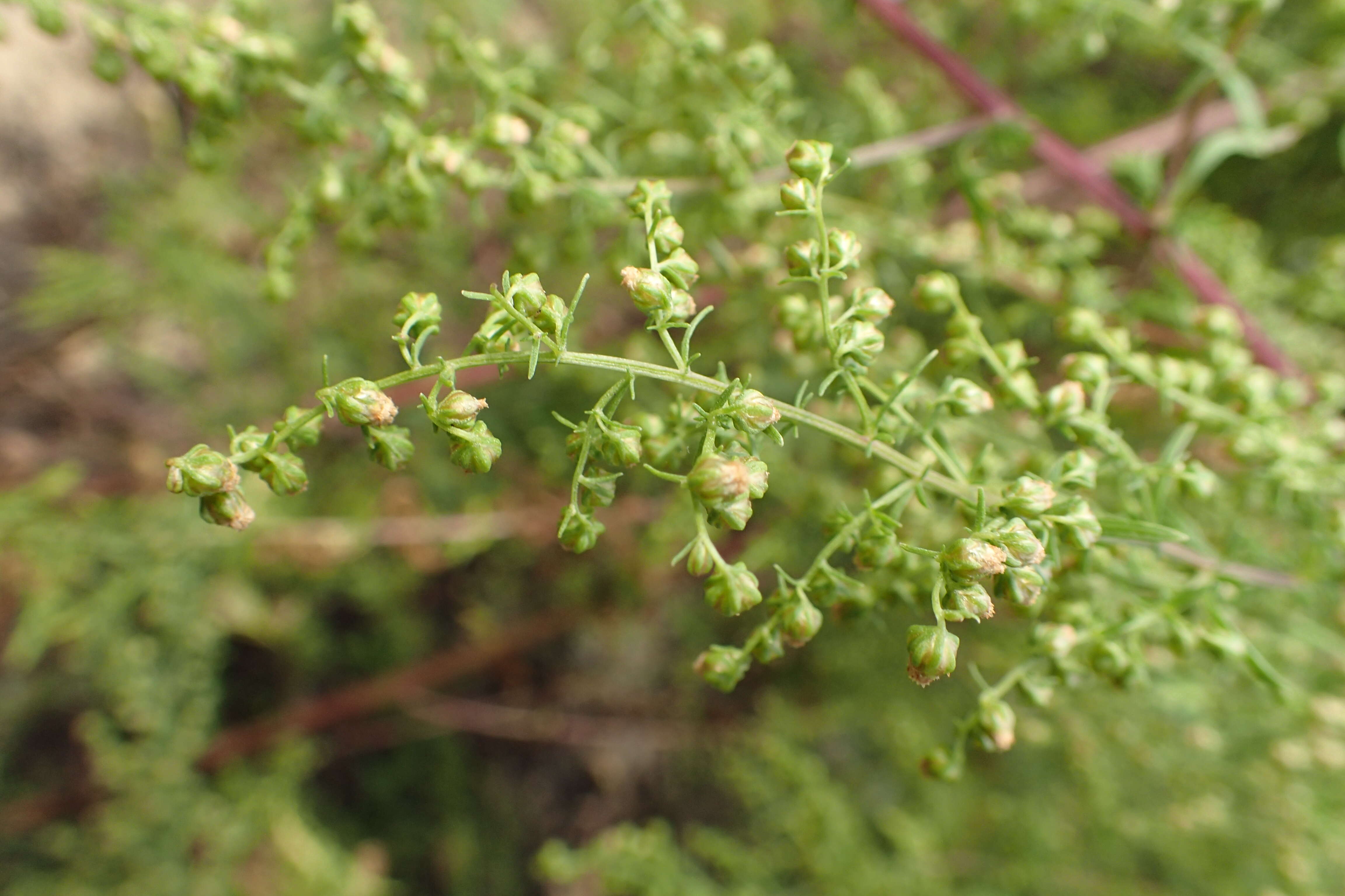 Image of sweet sagewort