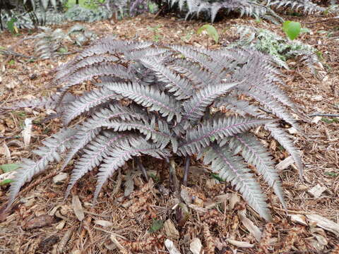 Image of Oriental ladyfern