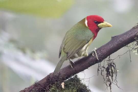 Image of Red-headed Barbet