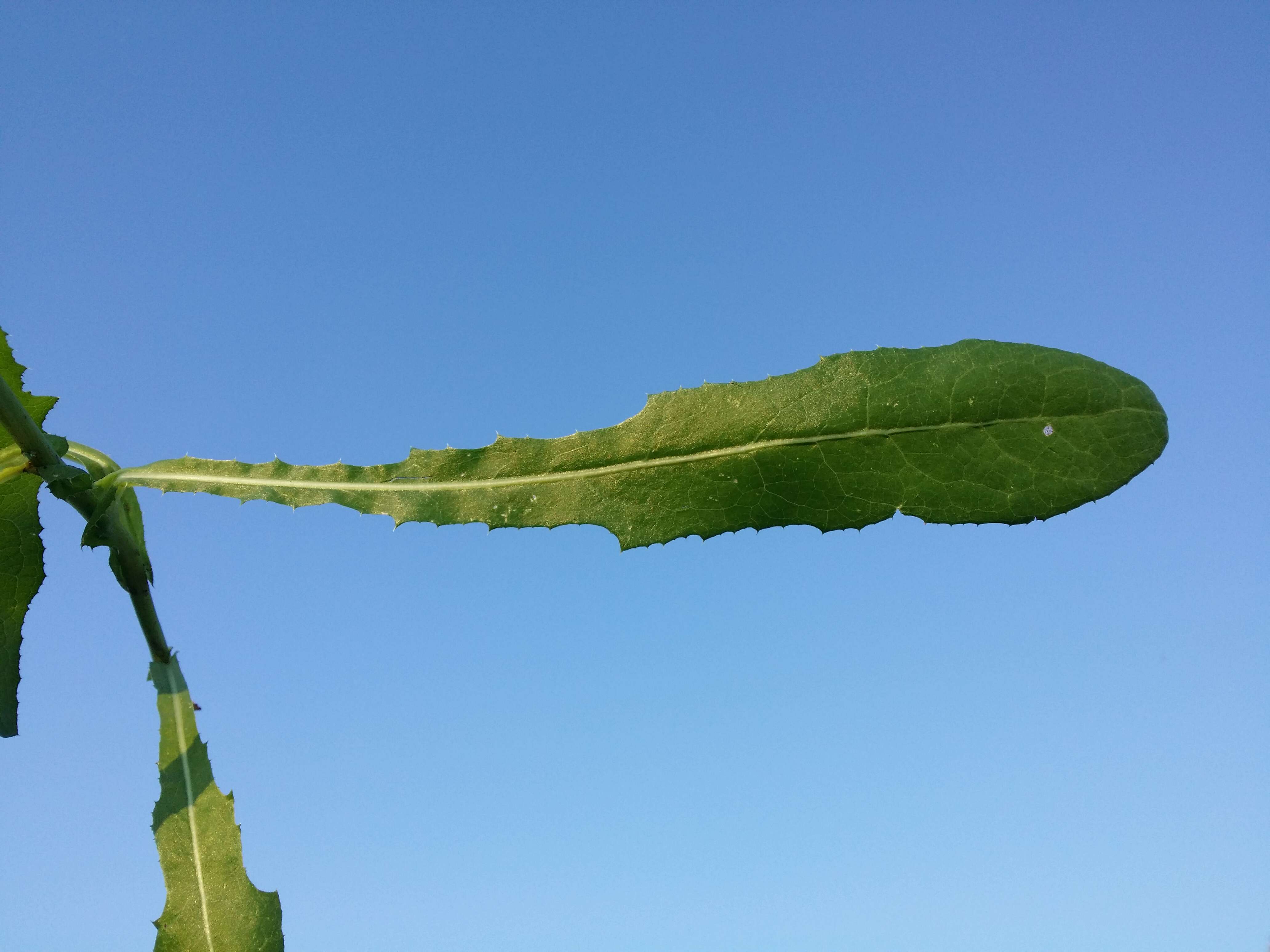 Plancia ëd Sonchus arvensis L.