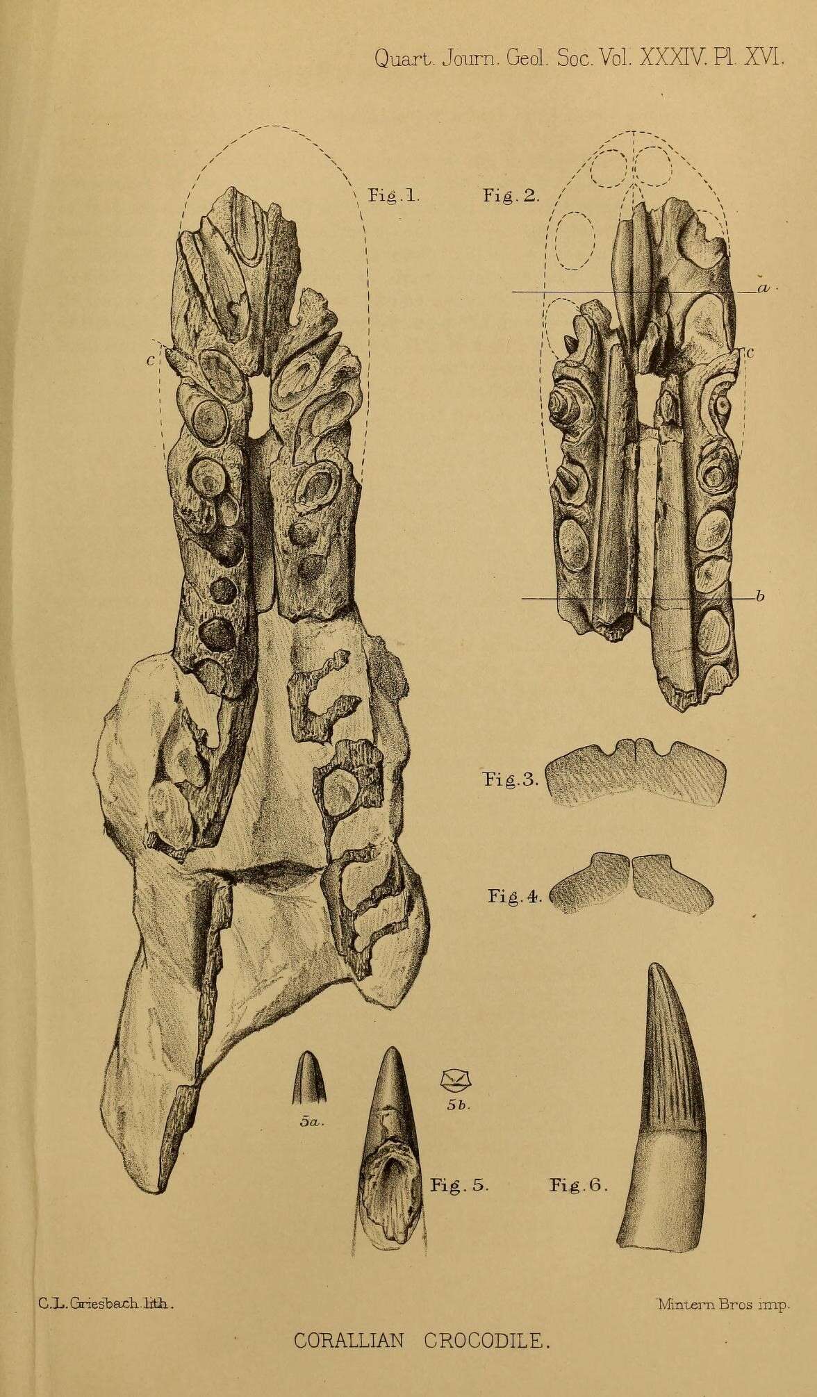 Image of Crocodilia