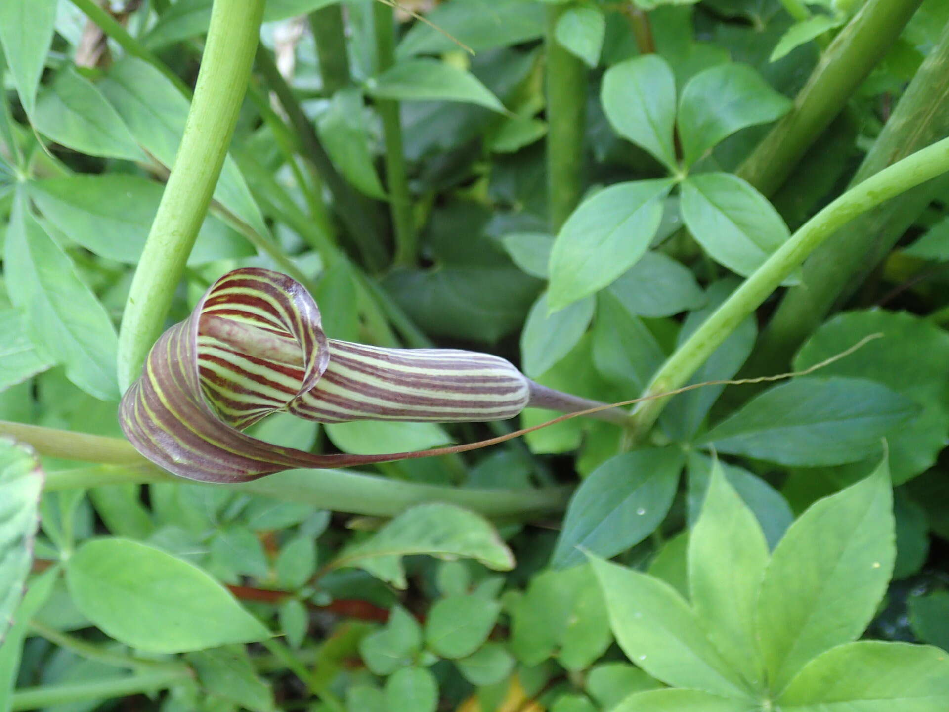 Image of Arisaema ciliatum H. Li