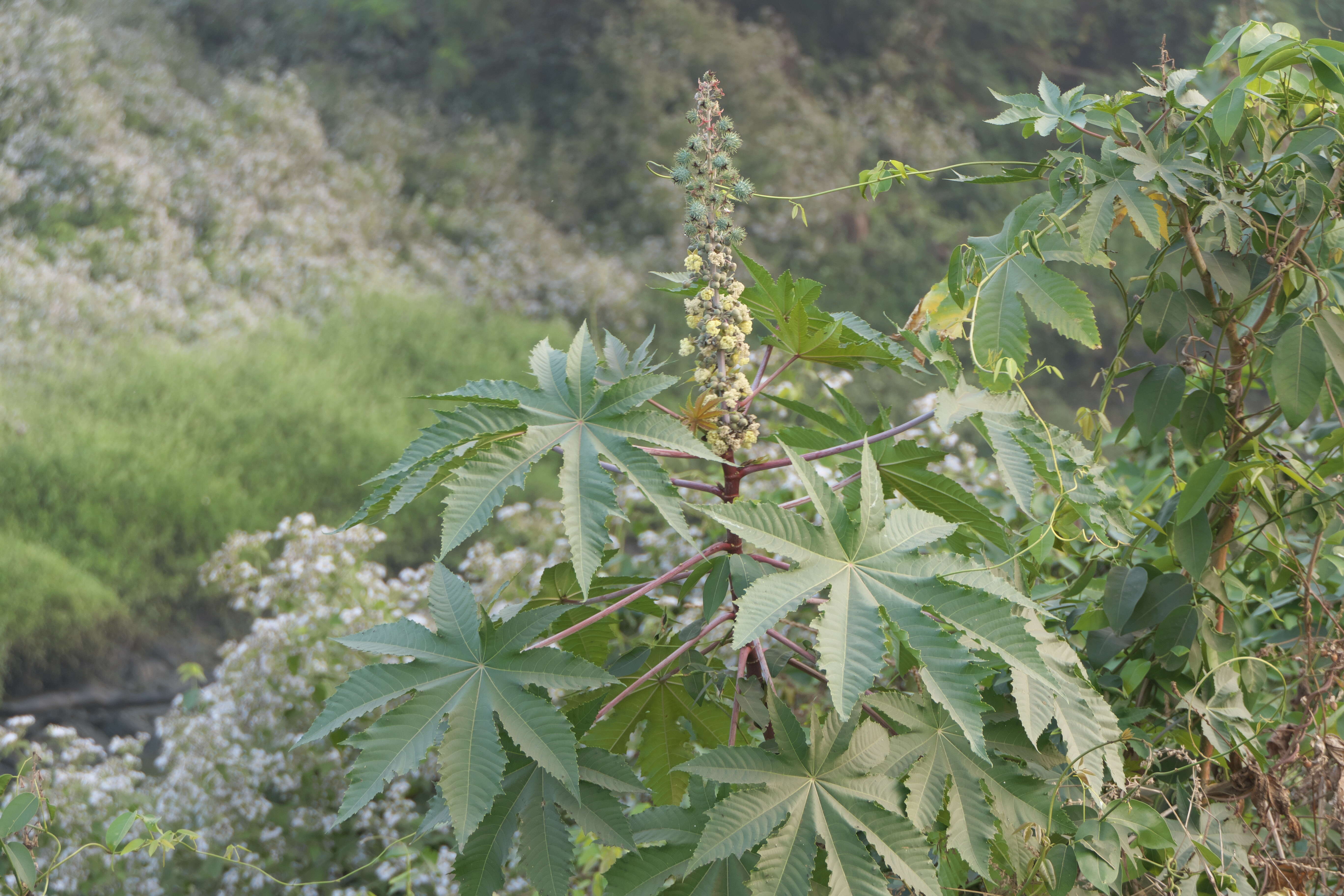 Sivun Ricinus kuva