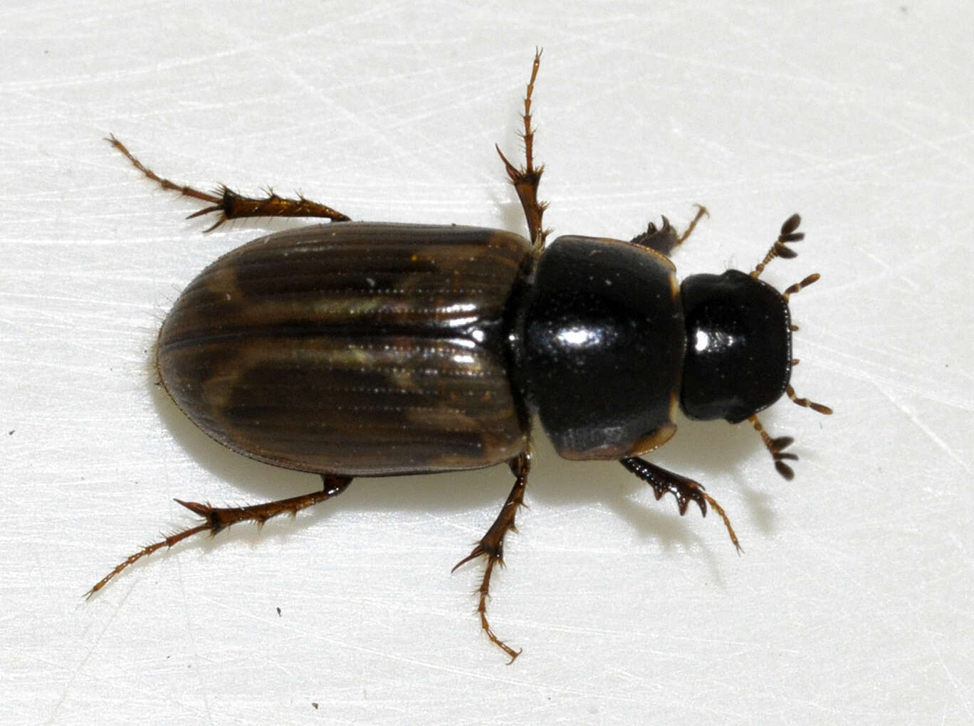 Image of Aphodius prodromus