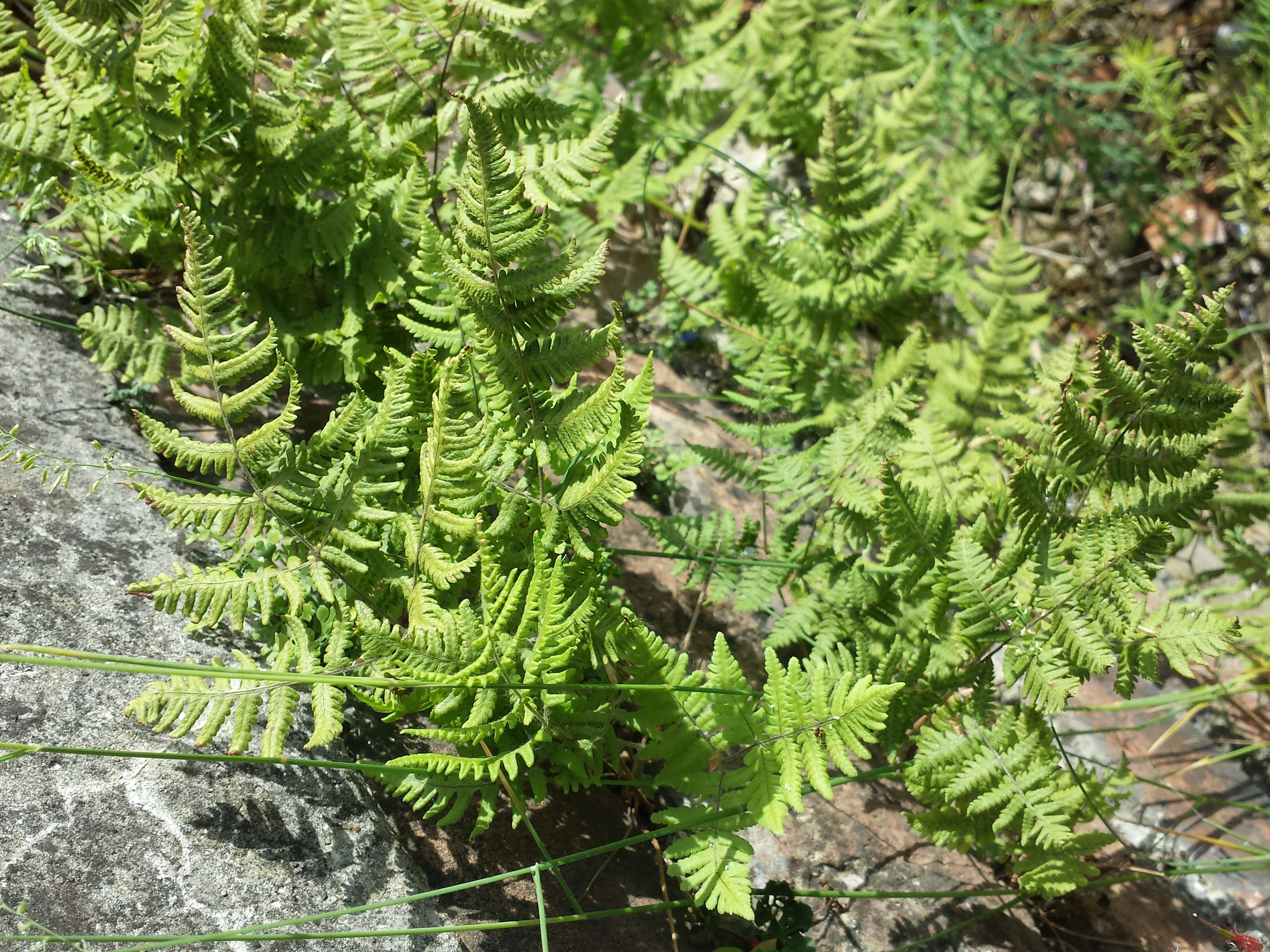 Image of scented oakfern