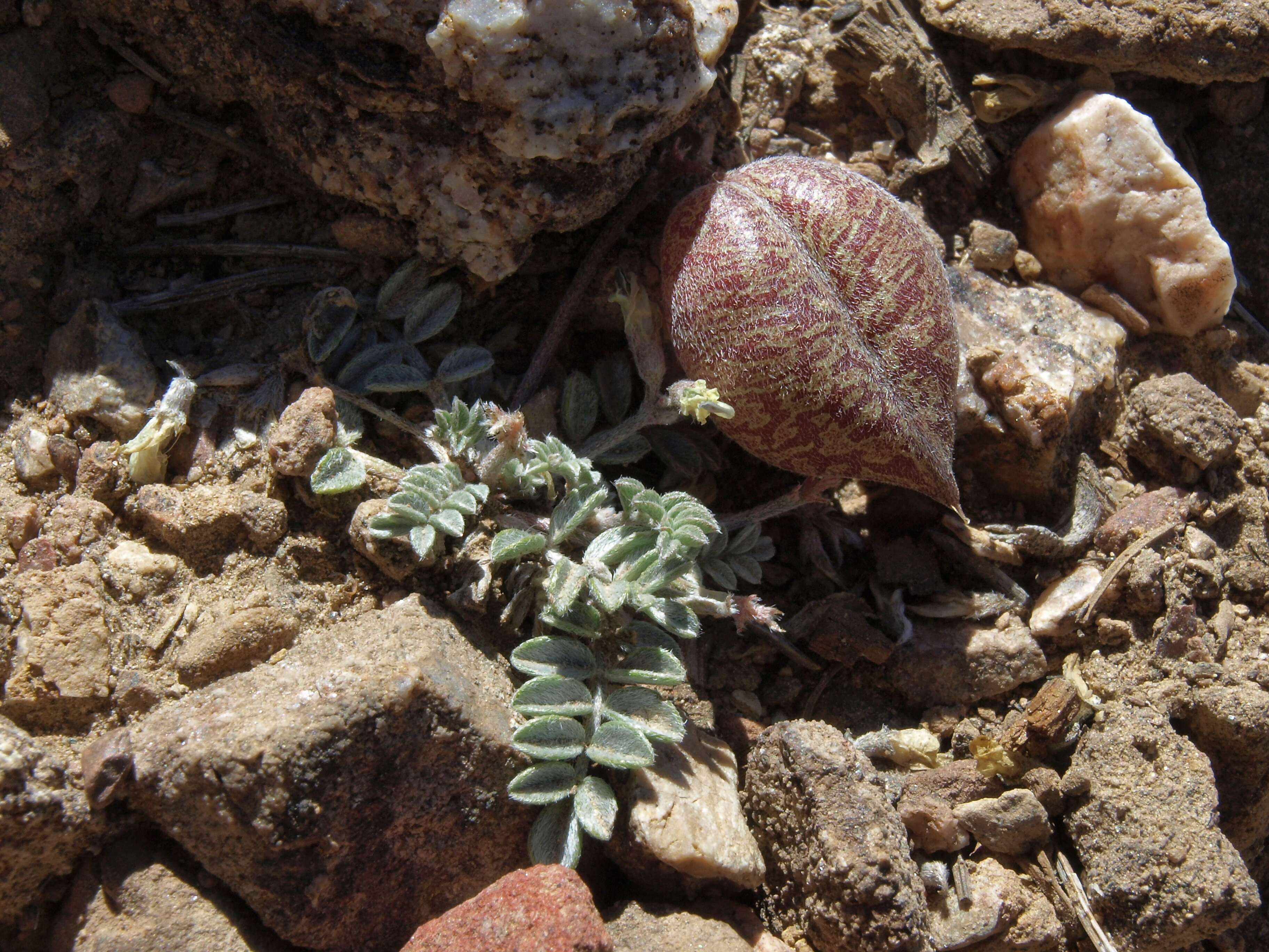 Sivun Astragalus platytropis A. Gray kuva