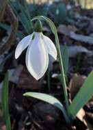 Image of giant snowdrop