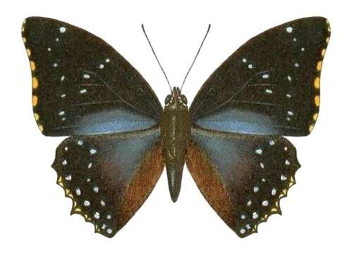 Imagem de Charaxes numenes Hewitson 1859