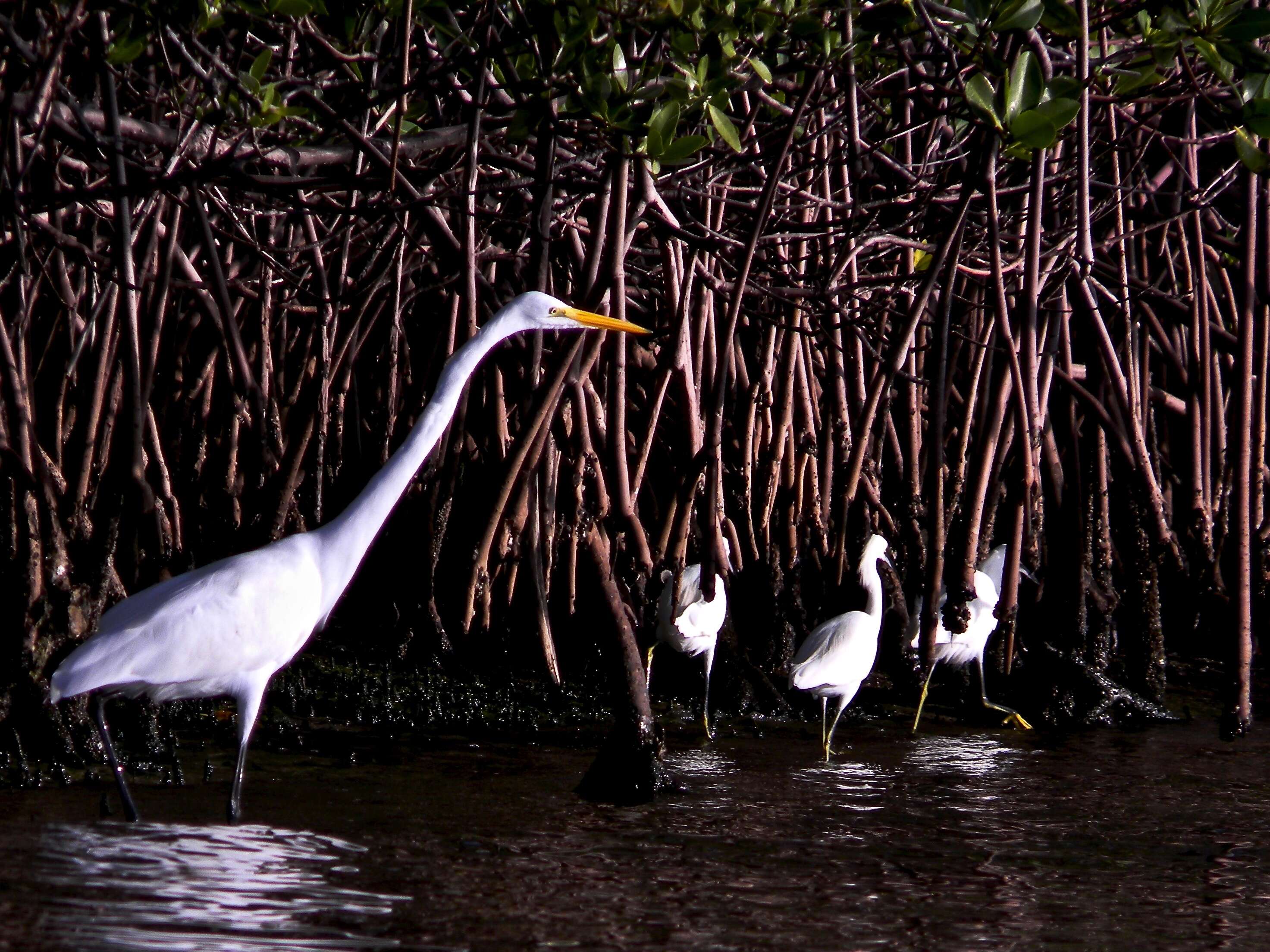 Image of red mangrove