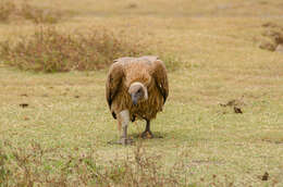 Image of White-backed Vulture