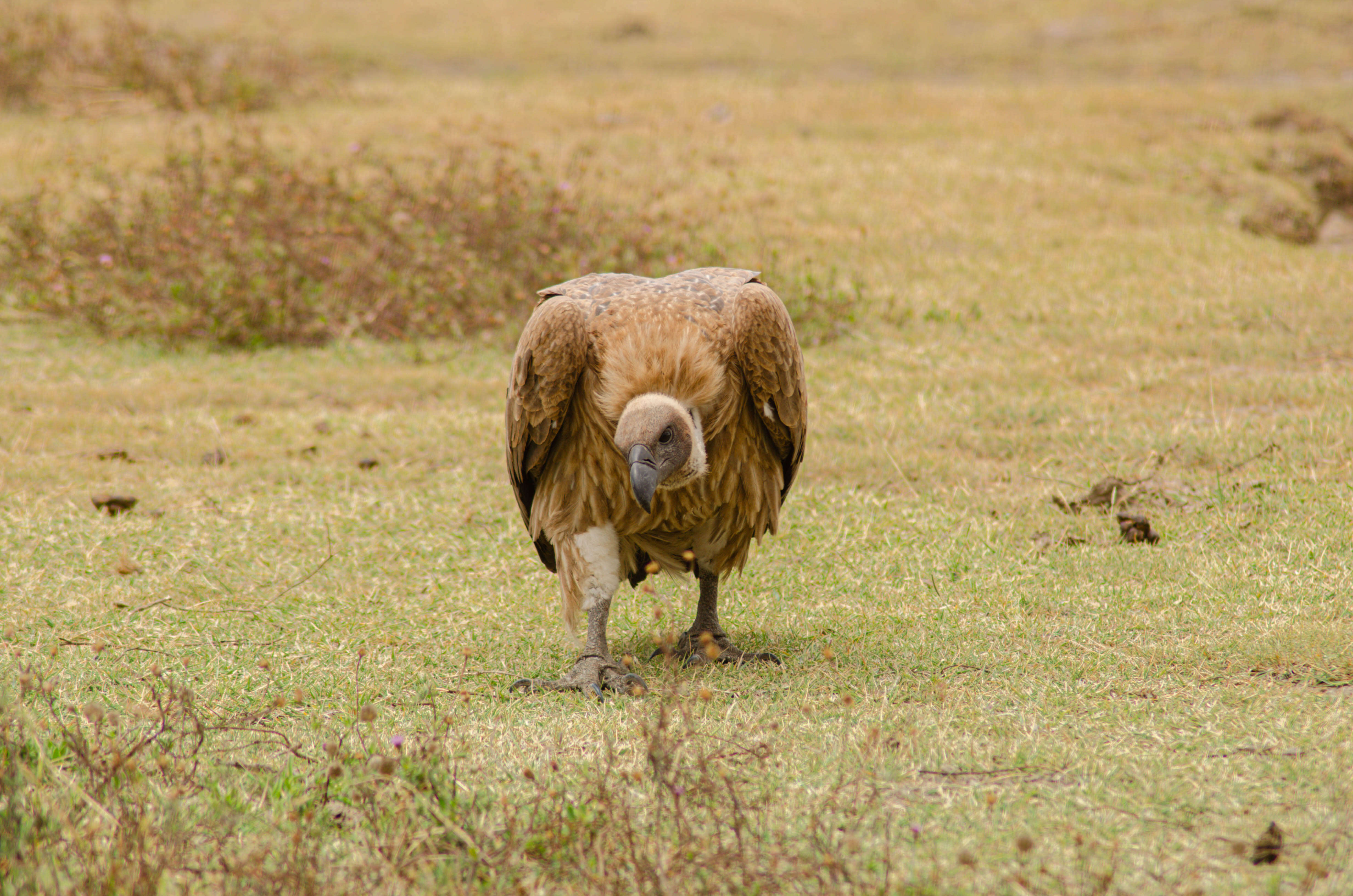 Image of White-backed Vulture