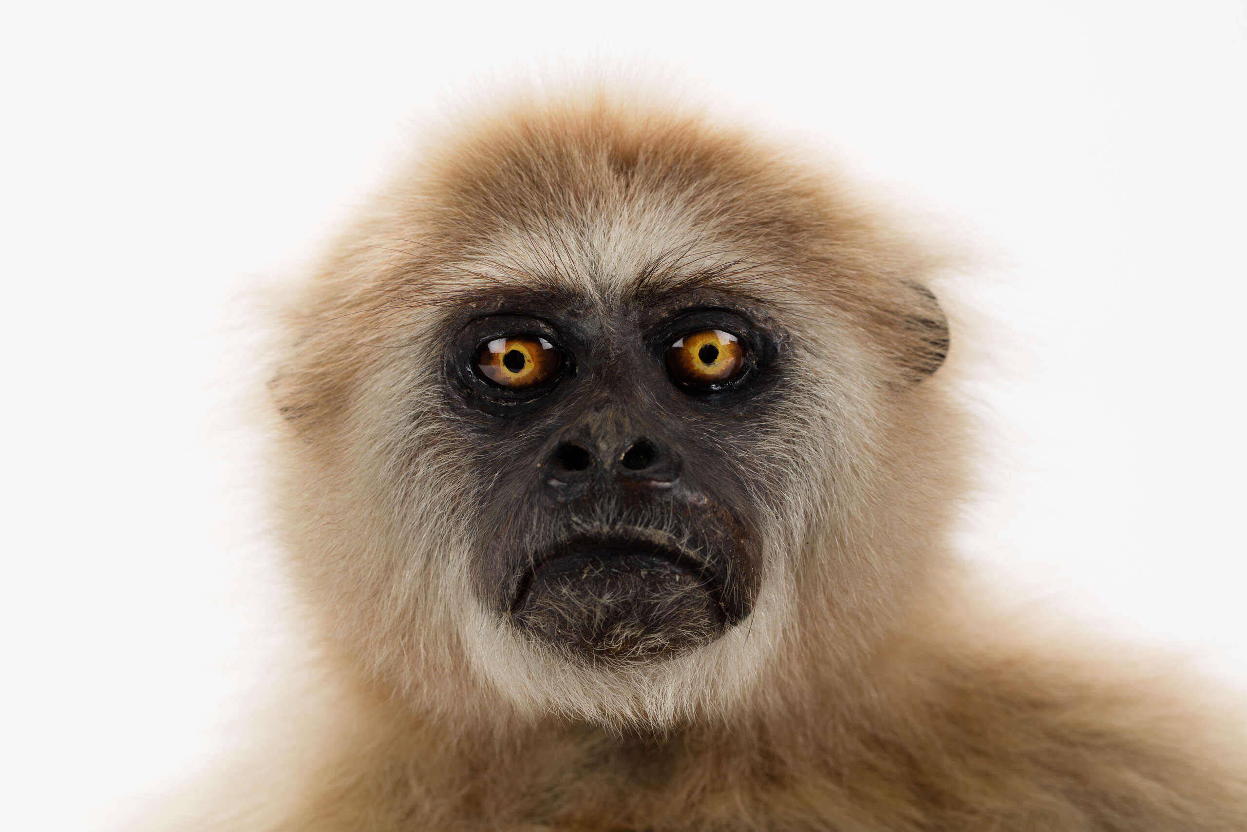 Image of gibbons