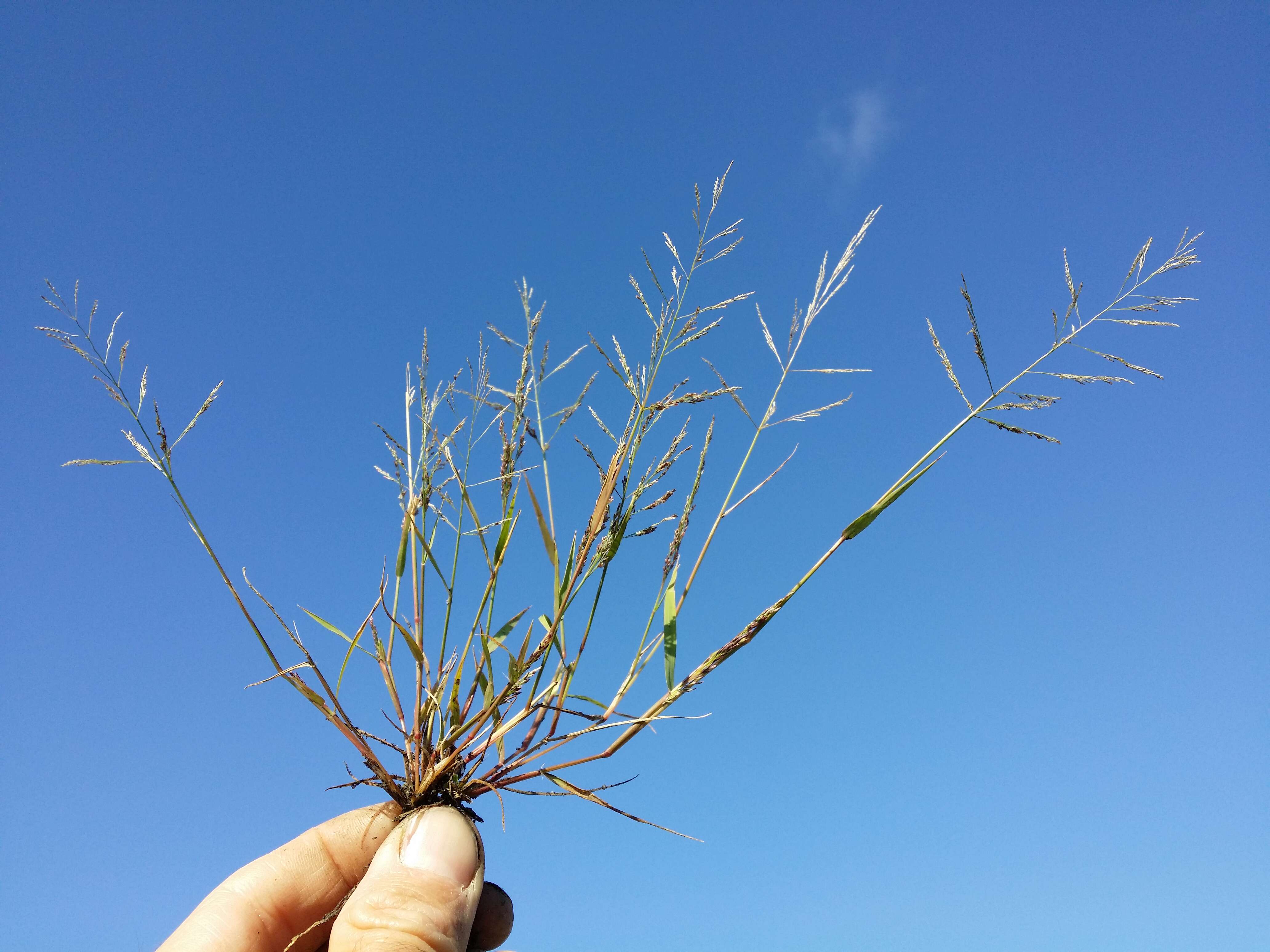 Image of Indian lovegrass