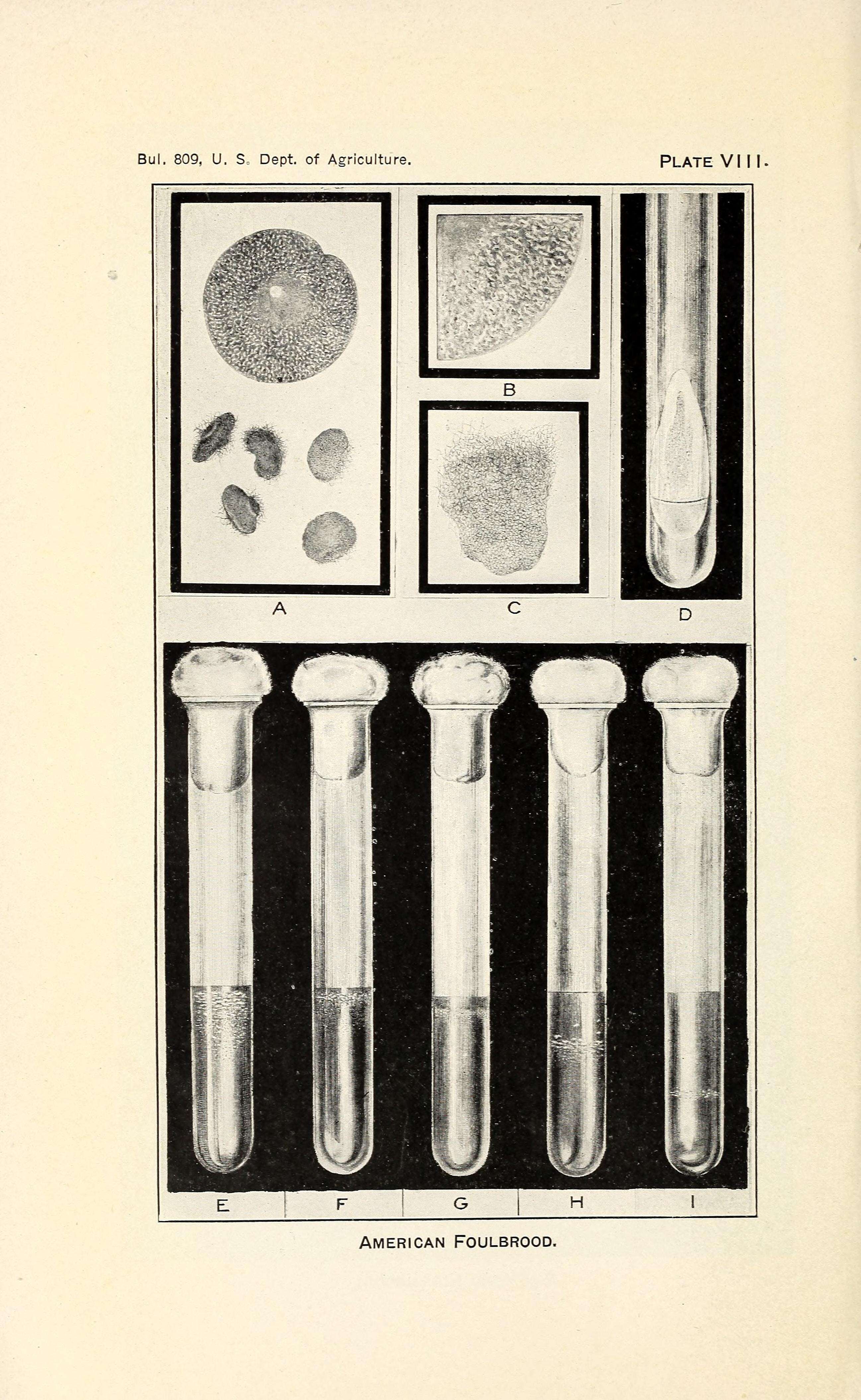 Image de Paenibacillus larvae