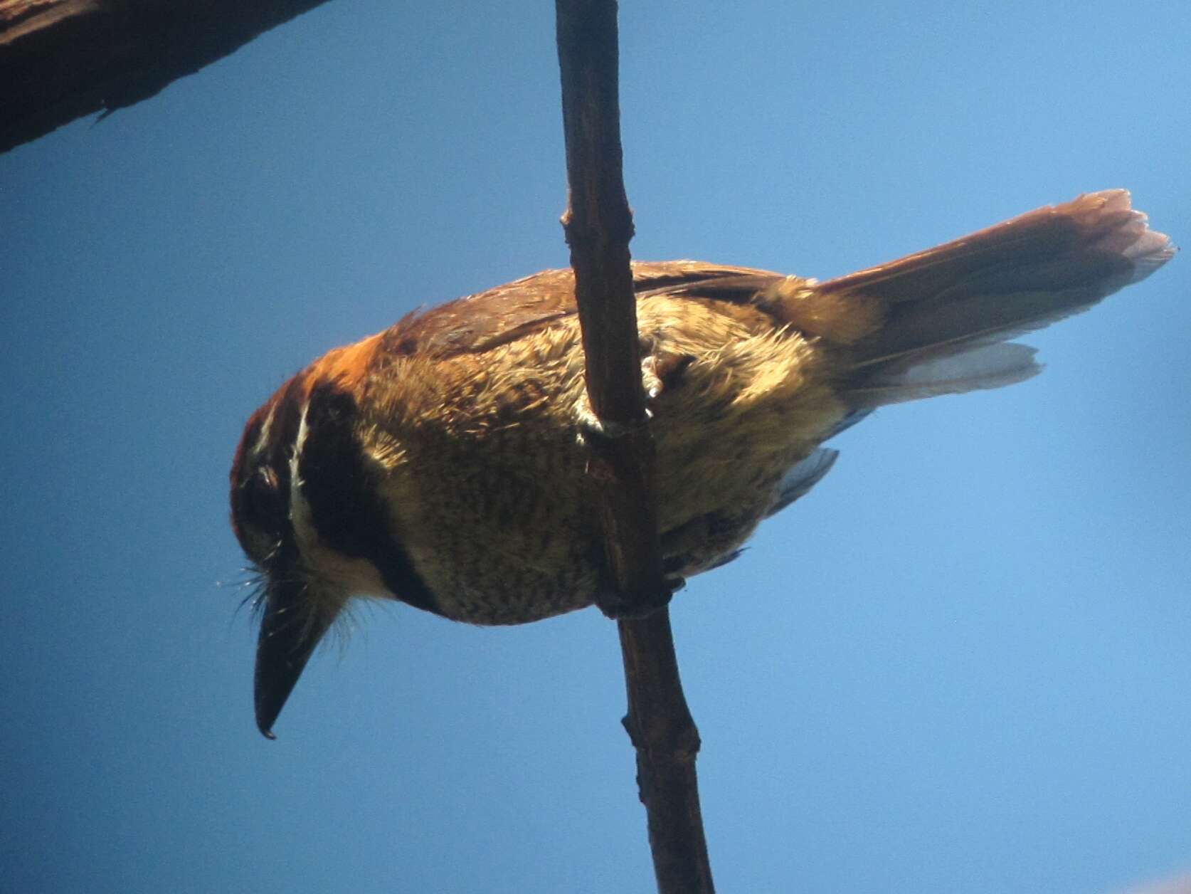 Image of Chestnut-capped Puffbird