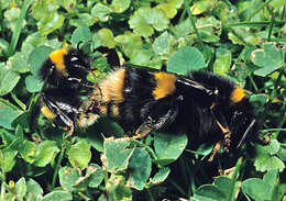 Image of Buff-tailed bumblebee