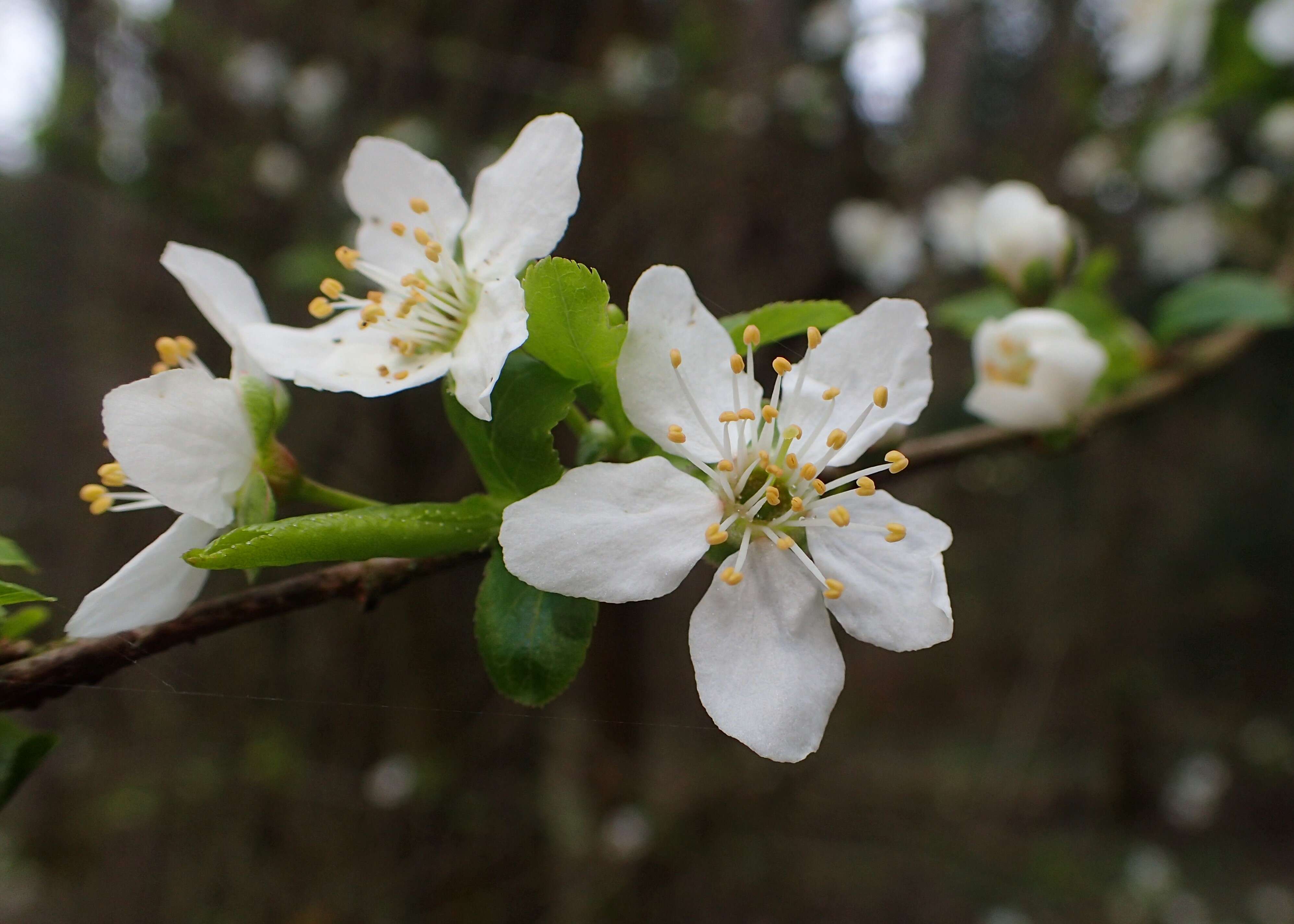 Imagem de Malus sylvestris Mill.