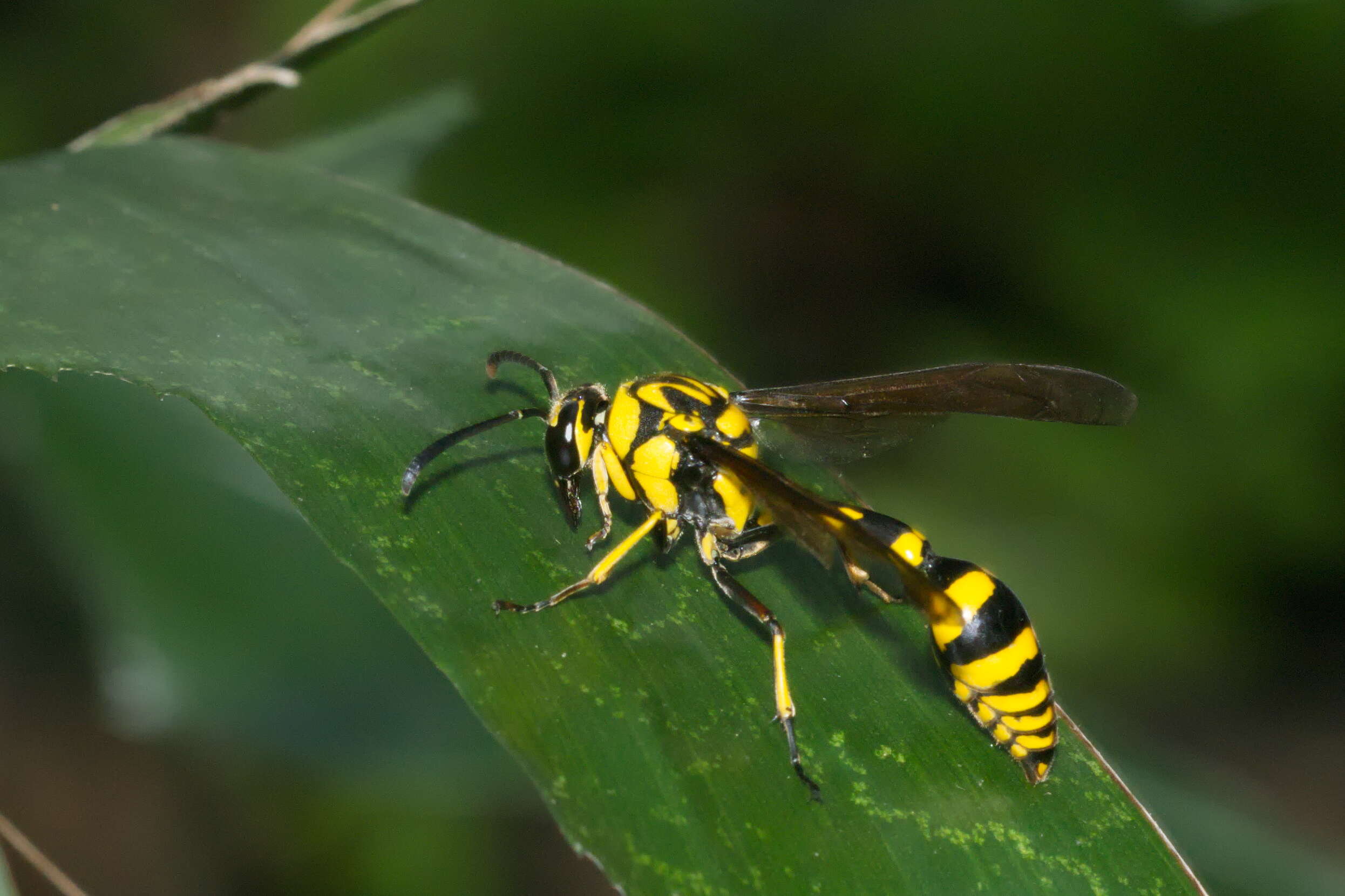 Phimenes flavopictus (Blanchard 1845)的圖片