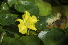 Image of yellow floatingheart