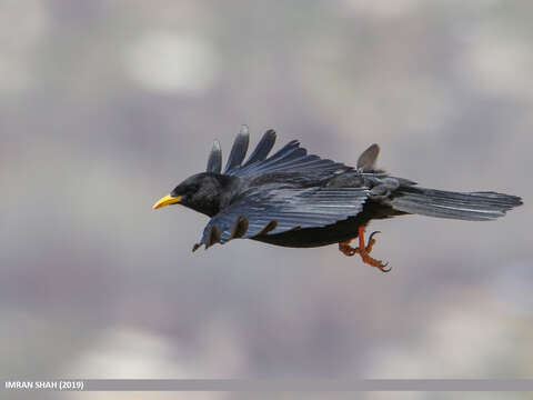 Image of Alpine Chough