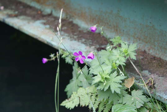 Imagem de Geranium palustre L.