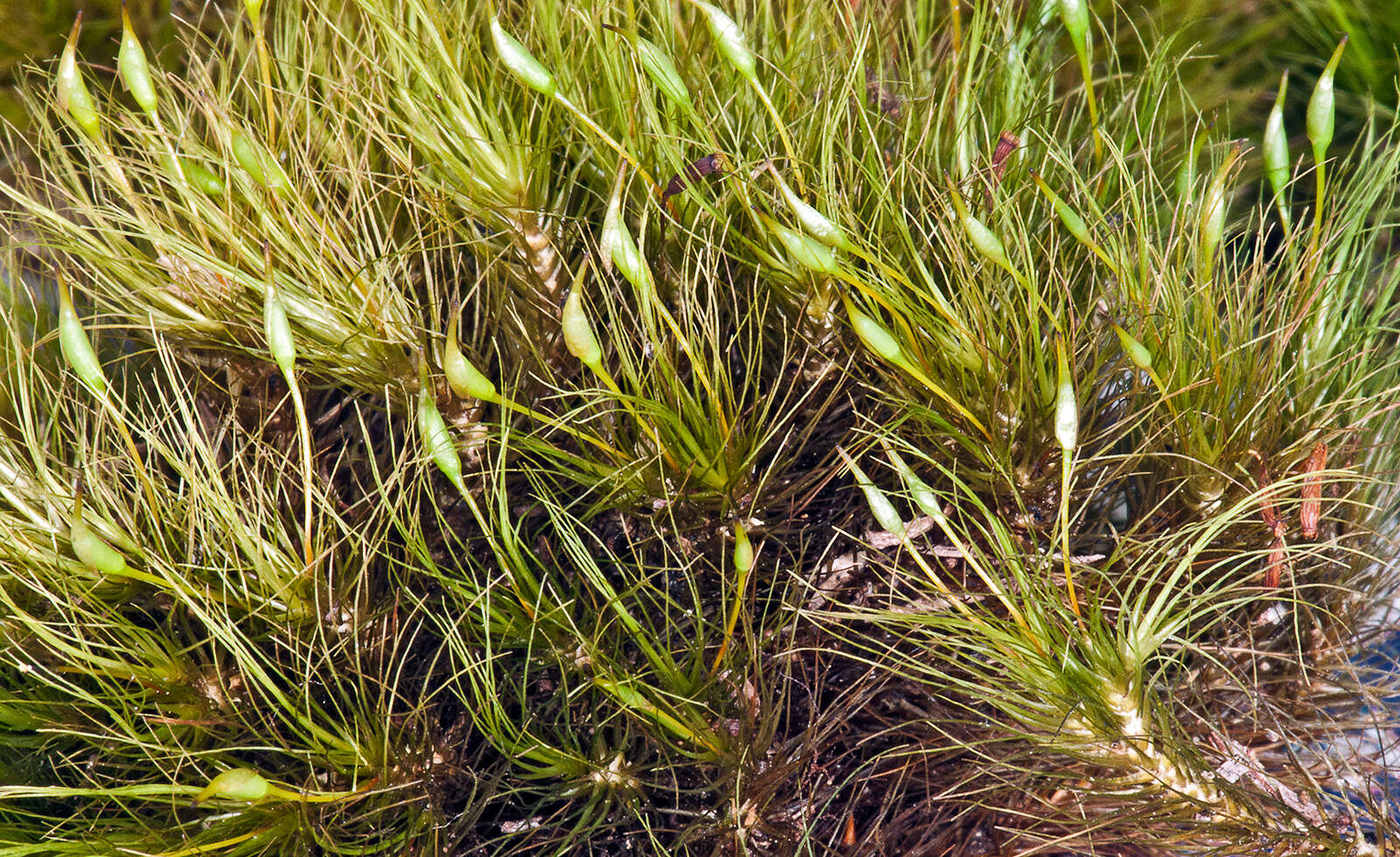 Слика од Dicranoloma menziesii Paris 1904