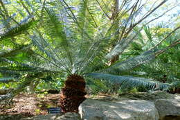 Image of Cycad