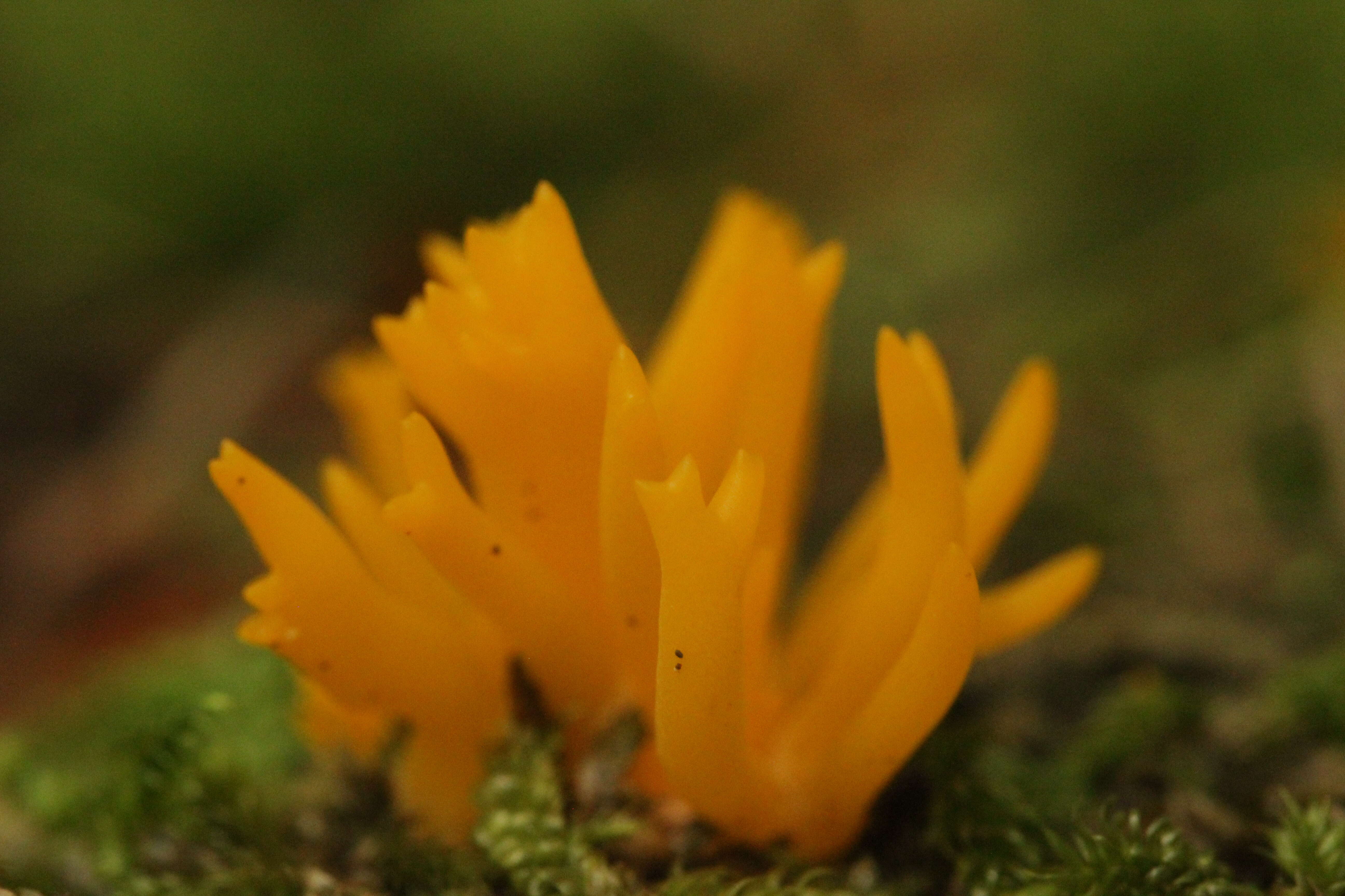 Image of Calocera viscosa (Pers.) Fr. 1821