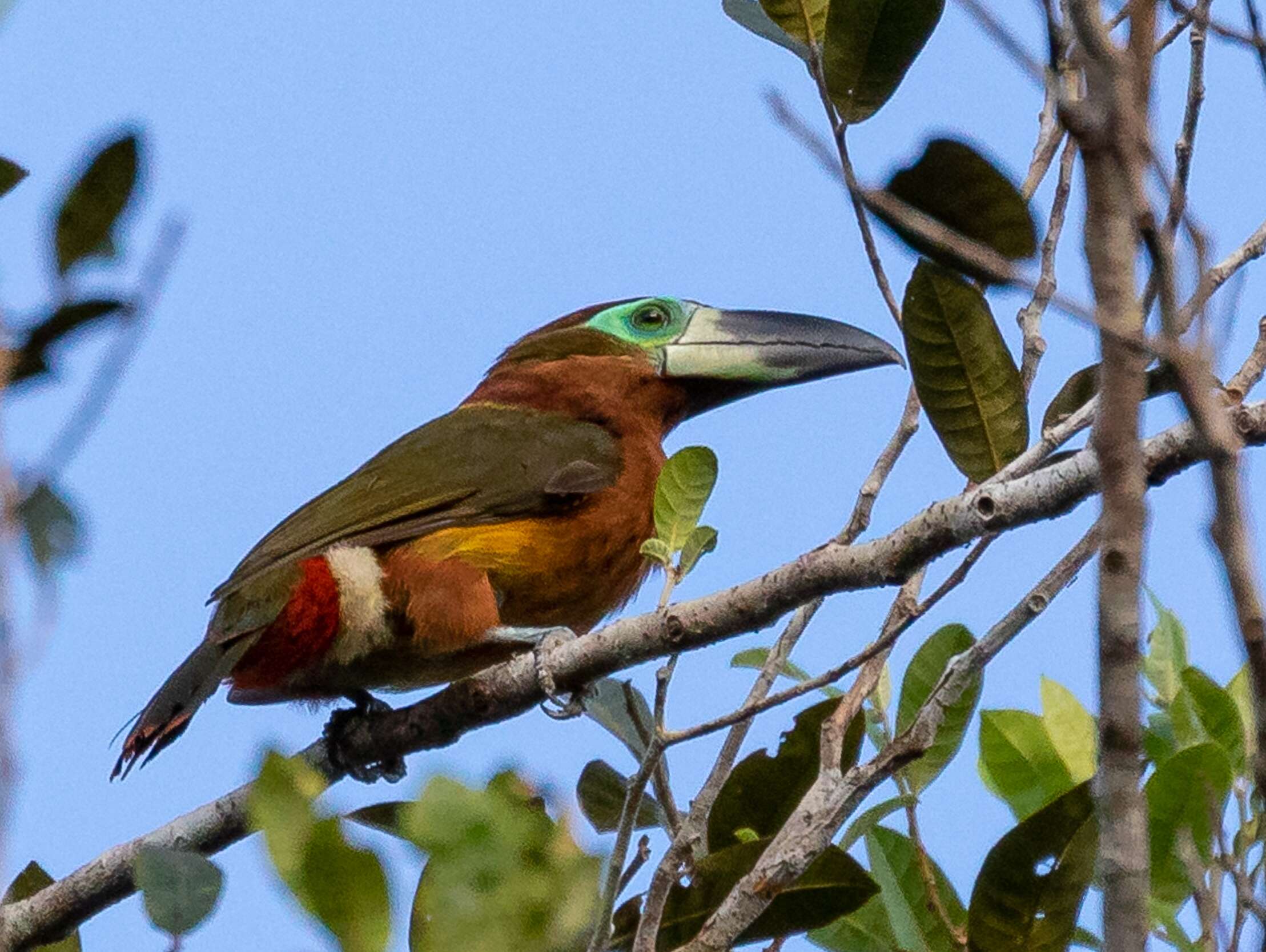 Image of Golden-collared Toucanet