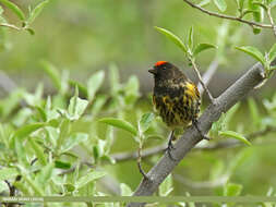 Image of Fire-fronted Serin