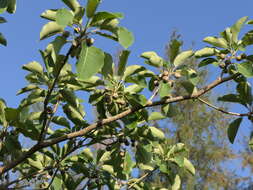 Image de Terminalia bellirica (Gaertn.) Roxb.